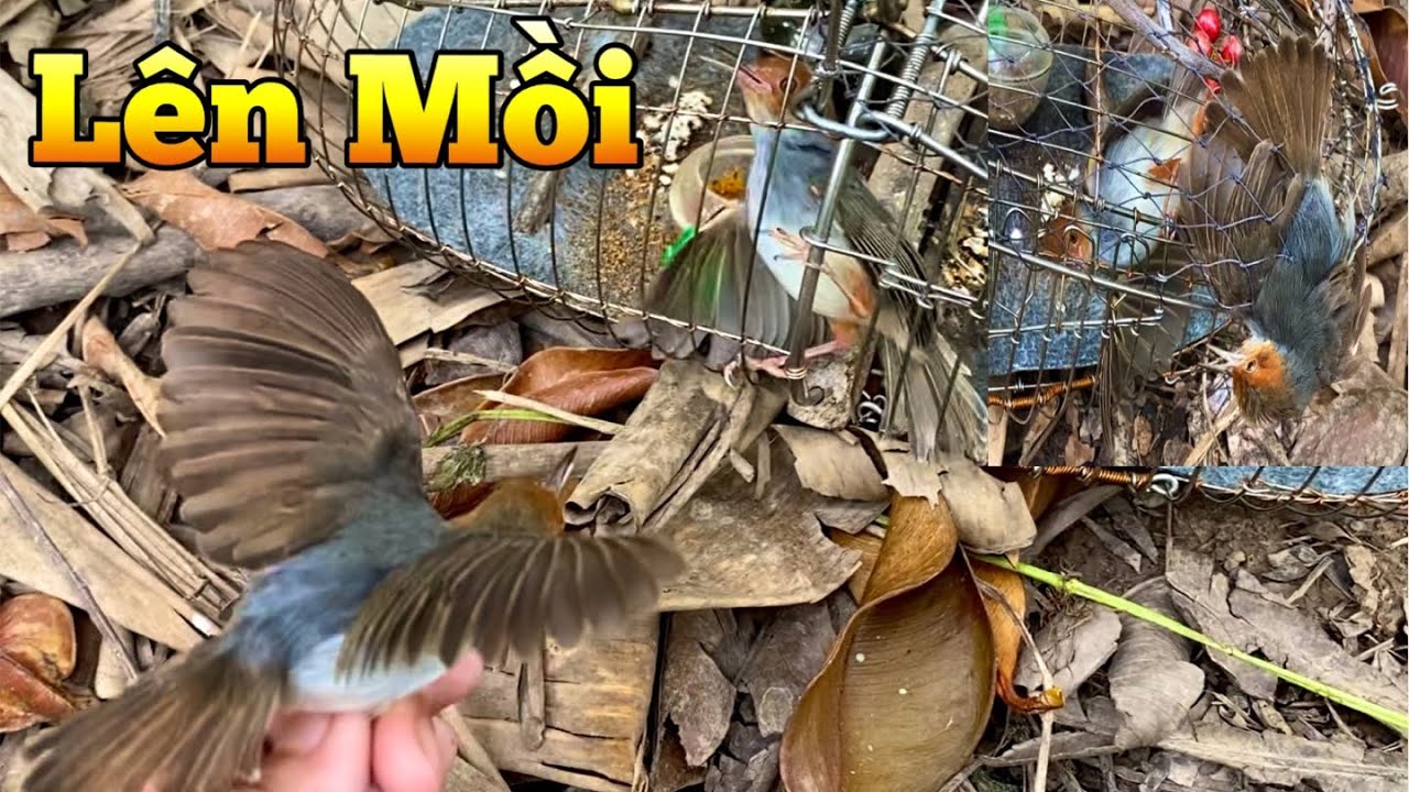 Bẫy Chim Sâu Đầu Đỏ Bằng Chim Mồi Mái. Kết Quả Hơn Mong Đợi | Chiểu Trần Vlog