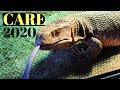 Savannah Monitor CARE (2020) ( How To Care For A Savannah Monitor CORRECTLY