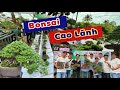 Ra mắt Group Bonsai Cao Lãnh và trưng bày tác phẩm bonsai tại quán cafe Henry các bạn cùng xem nhé