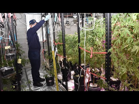 夫妻偕友網路自學種大麻　中市警查獲91株市值破二千萬