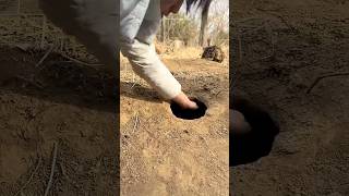 Ravaging a small local dog, cute pet debut plans, dogs, sun em