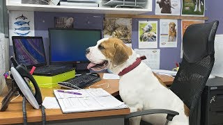 Workplace Giving - Every little bit counts - Animal Welfare League Qld