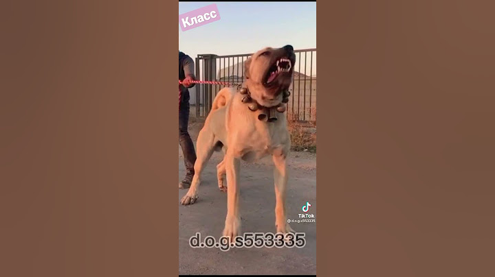 это просто бомба собака❤😍