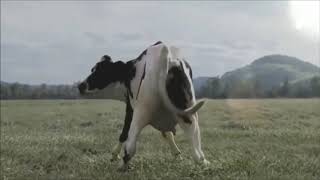 Polish cow - vaca dançando musica polonesa MEME - Real Life - screenshot 5