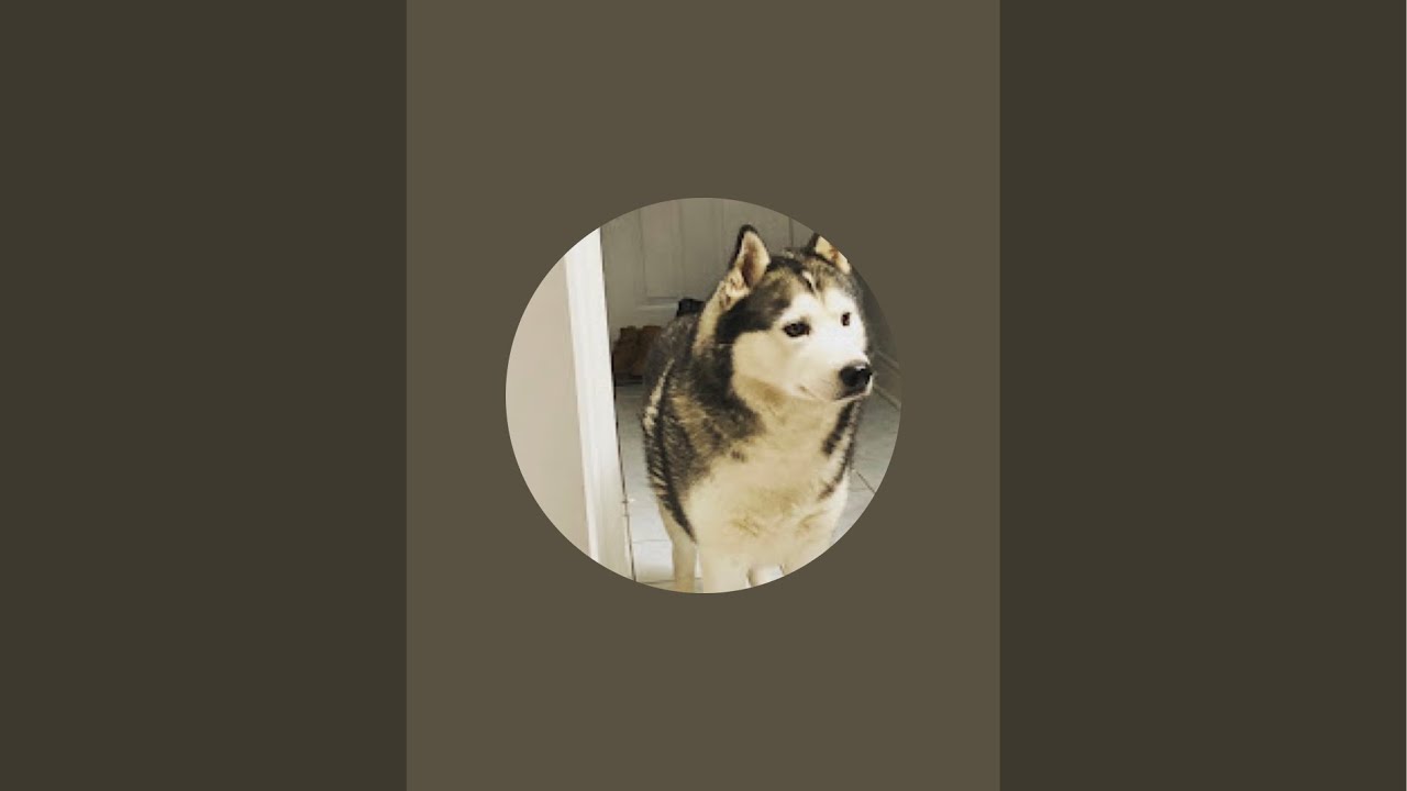 TheHuskyPack is live!