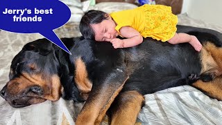 My dog is going crazy for my baby | Cute love story | newborn baby with dog