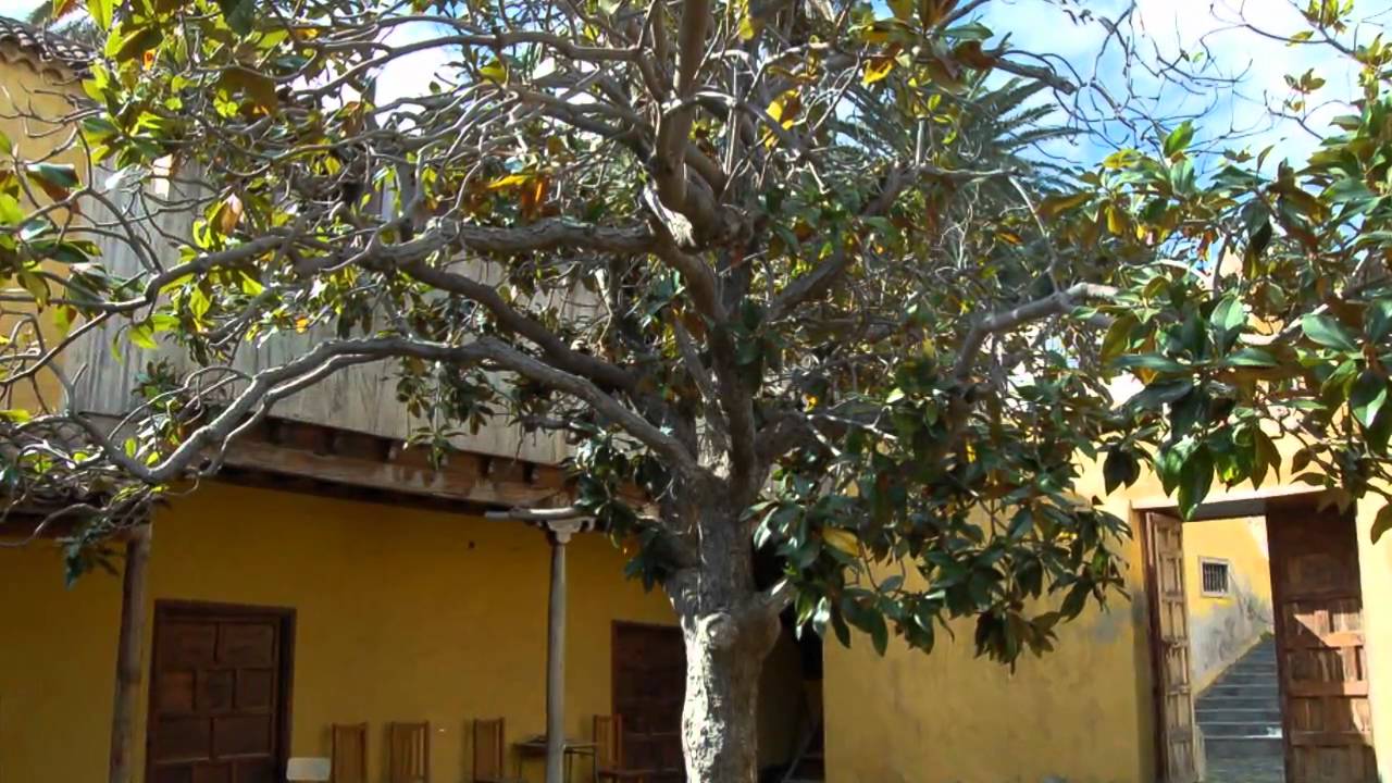 Rambla de Castro - Los Realejos