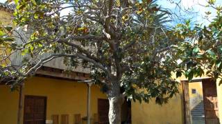 Rambla de Castro - Los Realejos