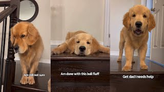 Golden Retriever Helps Puppy Brother Learn The Stairs