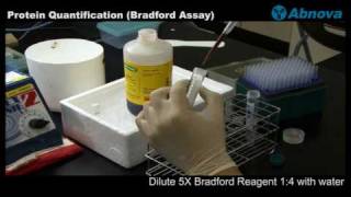 Protein Quantification (Bradford Assay)