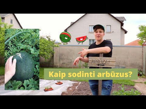 Video: 3 būdai, kaip išsaugoti pomidorų sėklas kitiems metams