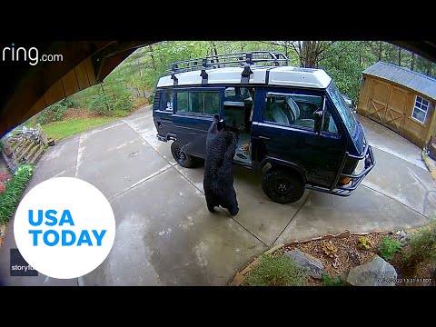 Bear family breaks into van in North Carolina | USA TODAY