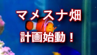 マメスナ畑計画始動！ついでにチャームの水質チェック