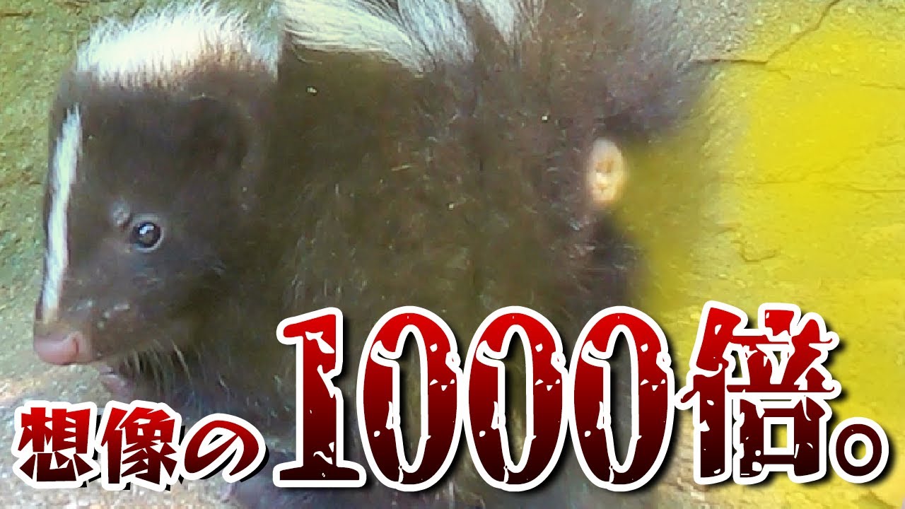 スカンクの匂いは想像の1000倍だった件ww - YouTube
