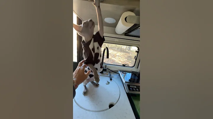 Video 11821021: sphynx, training