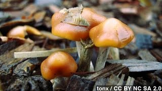 'Magic Mushrooms' Could Help Smokers Quit