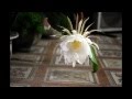 Quỳnh - A flower story