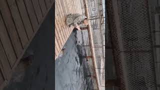 #нерпа #ларга #пятнистыйтюлень #дуся #кинолог #seal #larghaseal #spottedseal #dusya #dogtrainer