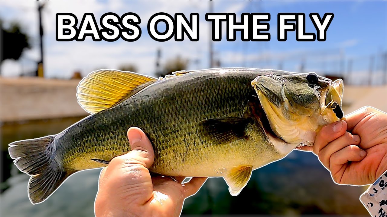 Fly Fishing for Largemouth Bass (They Only Wanted the Marabou Jig!)