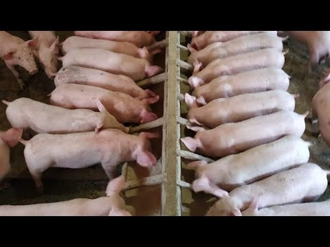 Мини ферма в домашних условиях для свиней