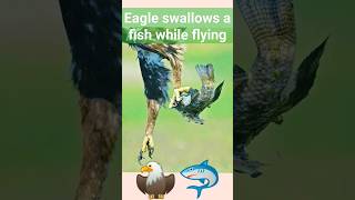 Eagle Swallows A Fish While Flyingyoutubeshorts shortsfeedshortseagleviraltrendingshorts