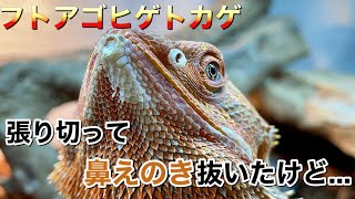 フトアゴヒゲトカゲ　鼻えのきを抜いてみたんだけど...