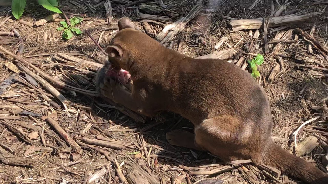 Fossa Eating At Chester Zoo - YouTube