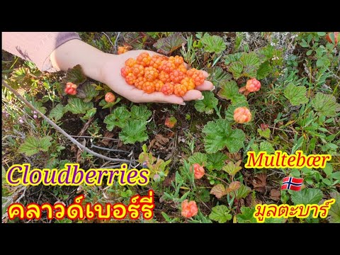 วีดีโอ: Cloudberry หมอบ