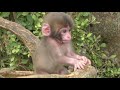 日本にいるニホンザルの赤ちゃん / Japanese macaque baby in Japan