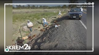 A lot of buzz after bees saved from crash by West Plains Beekeepers