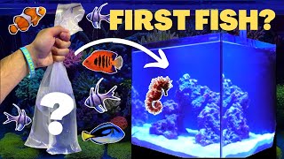 BUYING FISH for The 20G SALTWATER AQUARIUM!!! (Beginners Guide)
