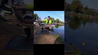 Catching a Huge White Sturgeon