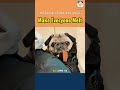 The pug dogs crowded on the subway make everyone melt