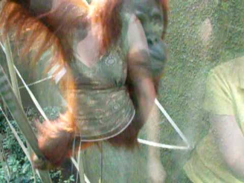 Pronounce orangutan