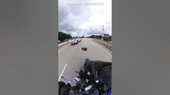 DOG JUMPS OUT OF TRUCK WINDOW TOWARDS BIKER