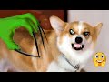 Lol scare your dog to see their funny reaction  pets island