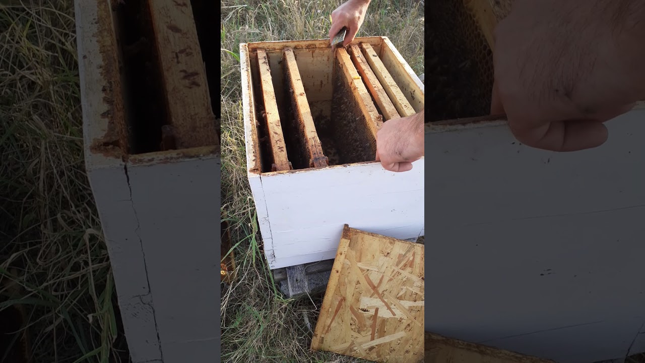 Unirea unei familii de albine orfane cu una care are matca!