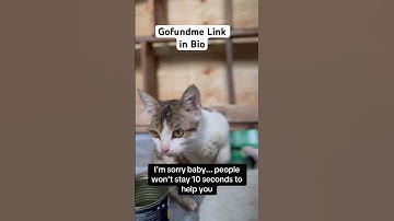 Subscribe or donate to cats💔#animals #shorts #subscribe #pets #cat #views #love #uk #usa #gofundme