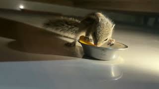 Baby Squirrel Came to Eat Mango🐿️🥭#Baby Squirrel#SquirrelEatingMango #Squirrel #Mango#CuteSquirrel