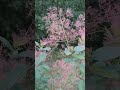 #naturelovers #naturesounds  #nature