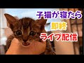 子猫が寝たら即終了