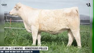 LOT 194: ASCOT CONFIDENCE W178E AI P