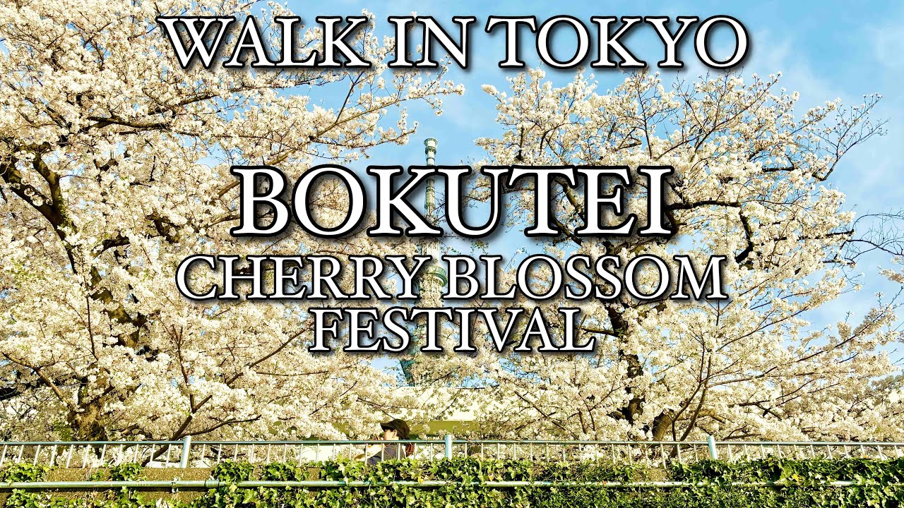 墨堤さくらまつり ( 隅田川 ) 満開 🌸 Full bloom BOKUTEI ( Sumida river ) CHERRY