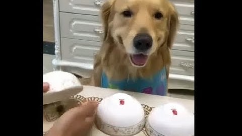 the only acceptable way to bamboozle a doggo