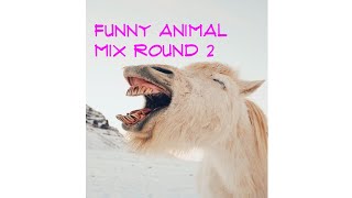 Funny Animals Mix Round 2 by Colossus64 91 views 3 years ago 7 minutes, 34 seconds