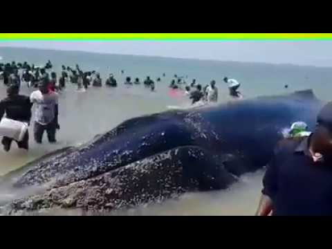 Beached Whale Beira Mozambique