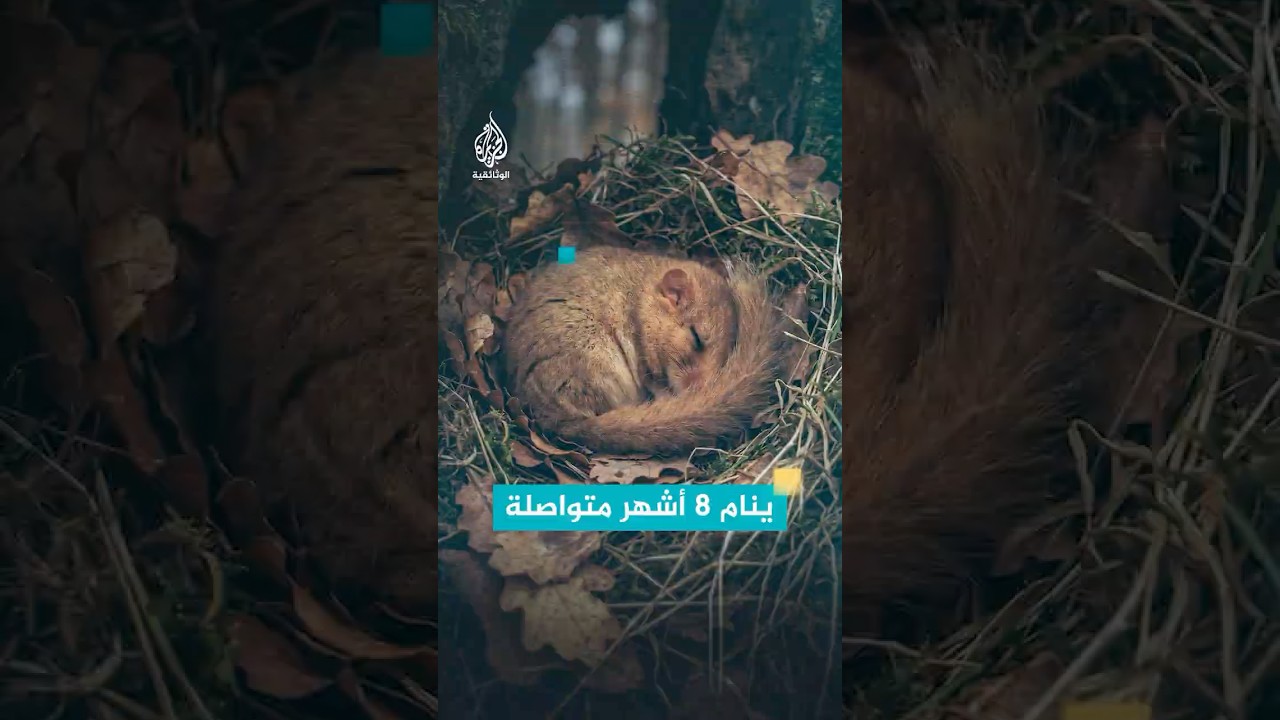 الزغب حيوان يحب الصيف وينام 8 أشهر في السنة
