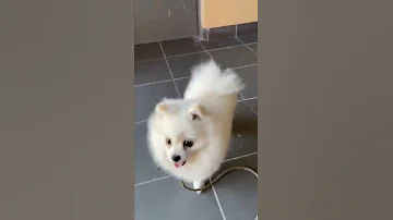 😲 У ШПИЦА ЕСТЬ РАСПОРЯДОК ДНЯ?