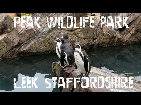 Peak wildlife Park Leek Staffordshire walking and visiting the animals