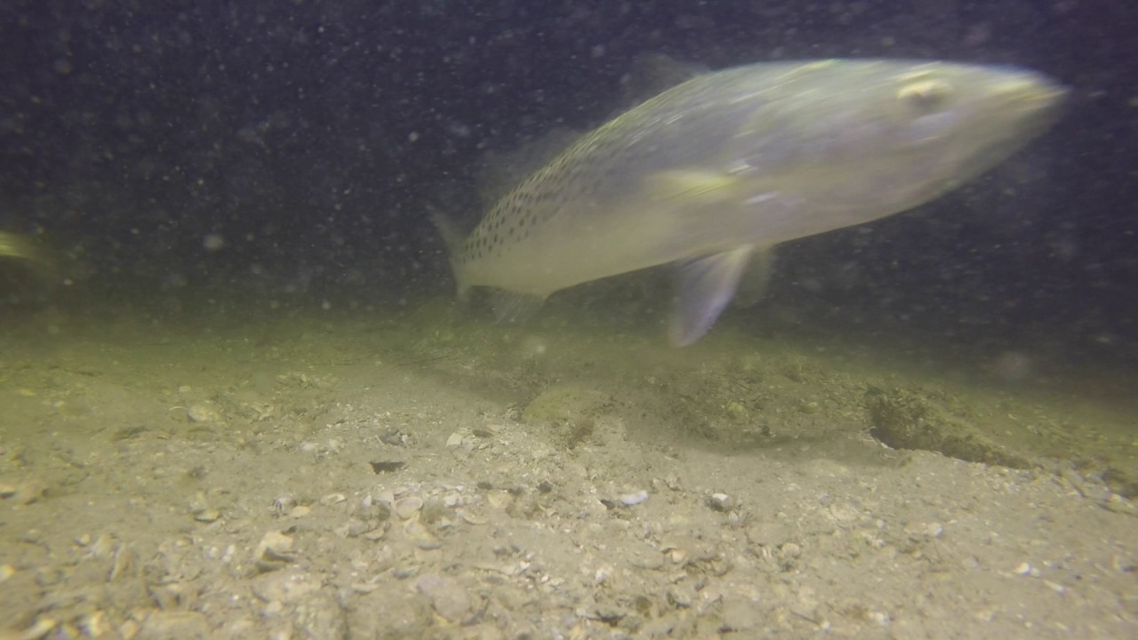 Baitfish escape a trout attack at night (normal speed and slow motion)